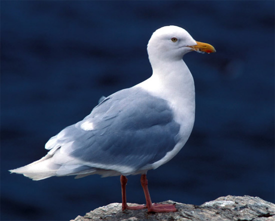 Glaucous Gull - Bird Species | Frinvelis jishebi | ფრინველის ჯიშები