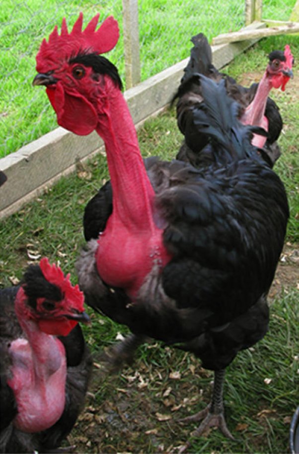 Naked Neck - chicken Breeds | ქათმის ჯიშები | qatmis jishebi