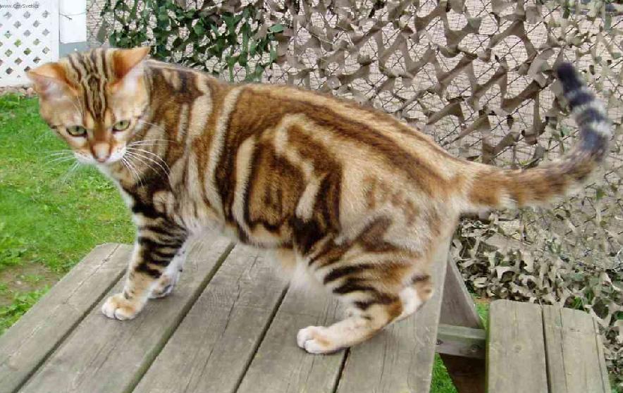 American Shorthair 4 - cat Breeds | კატის ჯიშები | katis jishebi