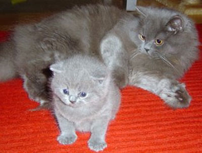 British Semi-Longhair 3 - cat Breeds | კატის ჯიშები | katis jishebi