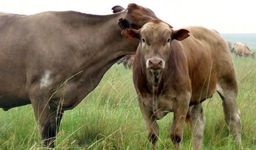 Tuli - COW BREEDS | DZROXIS JISHEBI | ძროხის ჯიშები