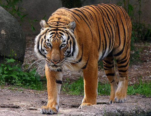 ვეფხვი Indochinese Tiger - ის სურათი