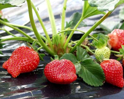 Millewa - Strawberry Varieties