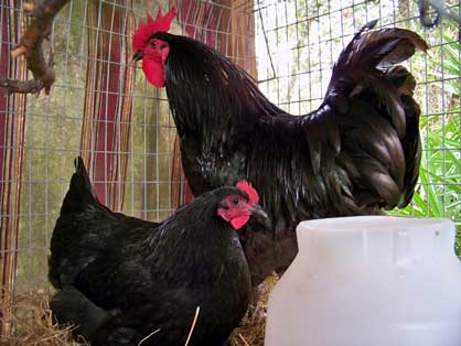 Australorp 2 - chicken Breeds | ქათმის ჯიშები | qatmis jishebi