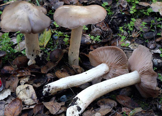 Entoloma lividoalbum - Mushroom Species Images