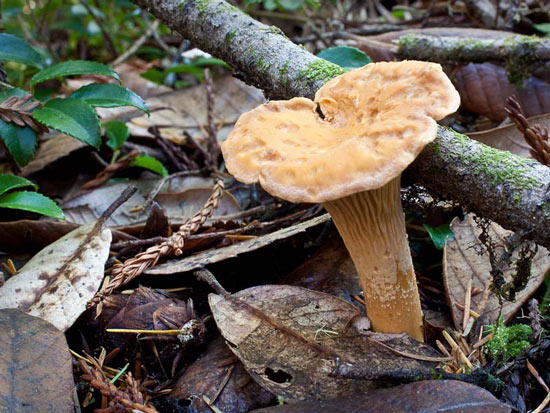 Cantharellus formosus  - Fungi species | sokos jishebi | სოკოს ჯიშები