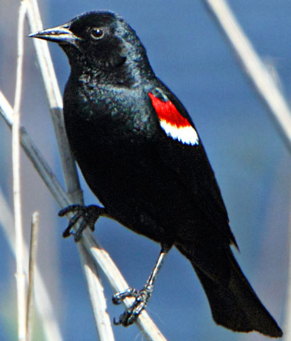 Tricolored Blackbird - Bird Species | Frinvelis jishebi | ფრინველის ჯიშები