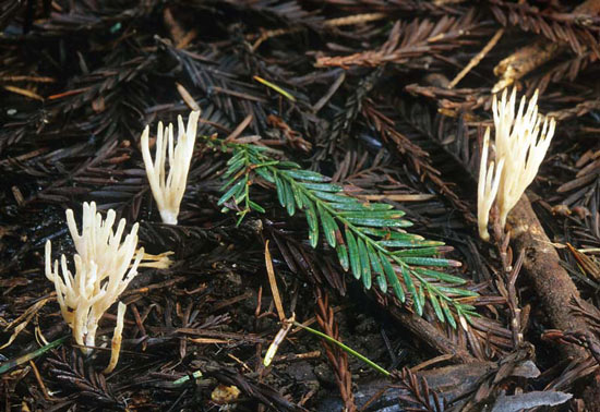Tremellodendropsis tuberosa - Mushroom Species Images