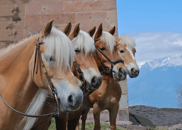 Avelignese 2 - horse Breeds | ცხენის ჯიშები| cxenis jishebi