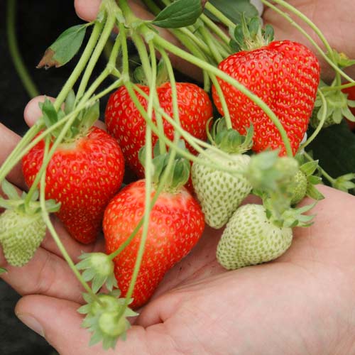 Finesse - Strawberry Varieties