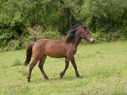 Landais 2 - horse Breeds | ცხენის ჯიშები| cxenis jishebi