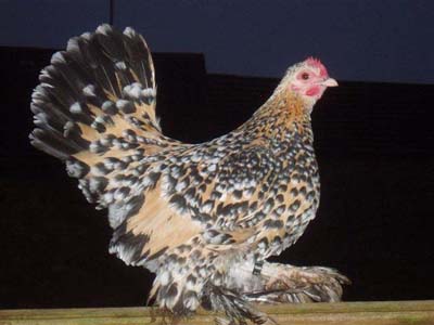 Booted Bantam 3 - chicken Breeds | ქათმის ჯიშები | qatmis jishebi