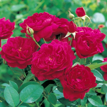 Darcey Bussell  - Rose Varieties | VARDI | ვარდი                                                                                                                