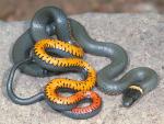 Diadophis punctatus regalis - Regal Ring-necked Snake - snake species list a - z | gveli | გველი 