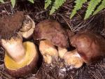 Boletus pinophilus: Boletus rex-veris - Mushroom Species