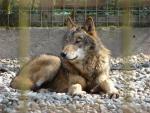 The Eastern Timber Wolf - wolf species | mglis jishebi | მგლის ჯიშები