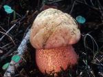 Boletus pulcherrimus - Fungi Species