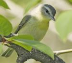 Philadelphia Vireo - Bird Species | Frinvelis jishebi | ფრინველის ჯიშები