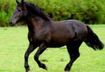 Andean Horse | ცხენი | ცხენები | ცხენის ჯიშები