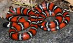 Lampropeltis zonata pulchra - San Diego Mountain Kingsnake | Snake Species