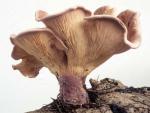 Lentinus torulosus: Panus conchatus - fungi species list A Z