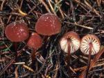 Marasmius plicatulus - fungi species list A Z