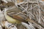 Nutting's Flycatcher - Bird Species | Frinvelis jishebi | ფრინველის ჯიშები