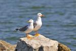 Yellow-footed Gull - Bird Species | Frinvelis jishebi | ფრინველის ჯიშები