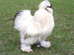 Silkie Bantam - chicken breeds List | qatmis jishebi | ქათმის ჯიშები