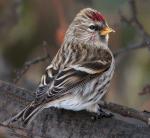 Common Redpoll - Bird Species | Frinvelis jishebi | ფრინველის ჯიშები