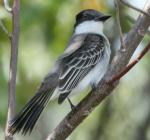 Loggerhead Kingbird - Bird Species | Frinvelis jishebi | ფრინველის ჯიშები