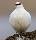 Rock Ptarmigan - Bird Species | Frinvelis jishebi | ფრინველის ჯიშები