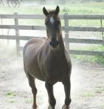 American Mustang | ცხენი | ცხენები | ცხენის ჯიშები