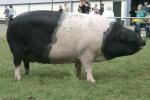 Hampshire - pig breeds | goris jishebi | ღორის ჯიშები