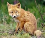 Kit Fox - fox species 