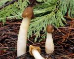 Verpa conica - fungi species list A Z