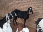 Beetal Goat - Goats Breeds | txis jishebi | თხის ჯიშები