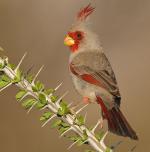 Pyrrhuloxia - Bird Species | Frinvelis jishebi | ფრინველის ჯიშები