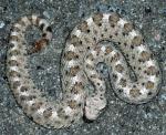 Crotalus cerastes cerastes - Mohave Desert Sidewinder - snake species list a - z | gveli | გველი 