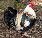 Dorking - chicken breeds List | qatmis jishebi | ქათმის ჯიშები