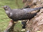 Common Cuckoo - Bird Species | Frinvelis jishebi | ფრინველის ჯიშები