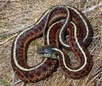 Thamnophis elegans terrestris - Coast Gartersnake - snake species list a - z | gveli | გველი 