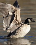 Cackling Goose - Bird Species | Frinvelis jishebi | ფრინველის ჯიშები