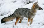 South American Grey Fox - fox species 