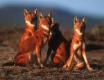 The Ethiopian Wolf - wolf species | mglis jishebi | მგლის ჯიშები
