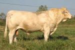 Charolais - COW BREEDS | DZROXIS JISHEBI | ძროხის ჯიშები