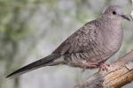 Inca Dove - Bird Species | Frinvelis jishebi | ფრინველის ჯიშები