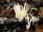 Fairy Fingers: Clavaria vermicularis - fungi species list A Z