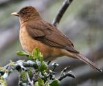 Clay-colored Robin - Bird Species | Frinvelis jishebi | ფრინველის ჯიშები