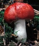 Russula silvicola - fungi species list A Z